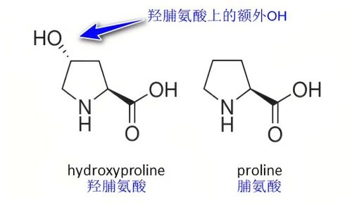 cell biolabs羥脯氨酸 hyp 定量檢測試劑盒如何檢測